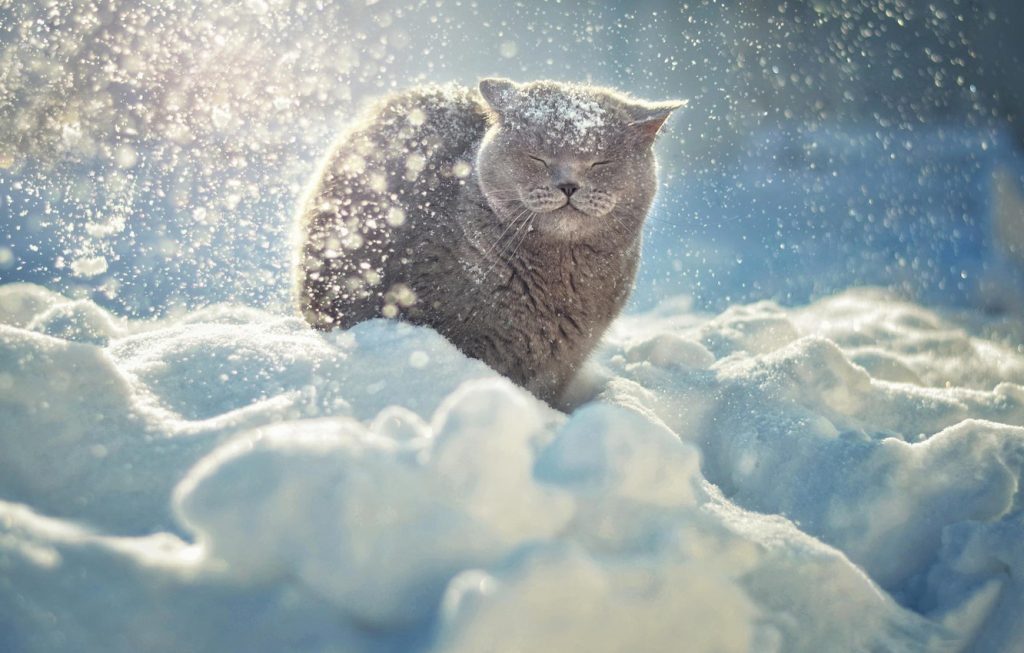 Красивые картинки котиков и кошек зимой в снег и Новый год 9