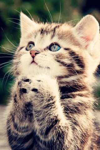 Красивые картинки на телефона на заставку кошки и котики - подборка 11