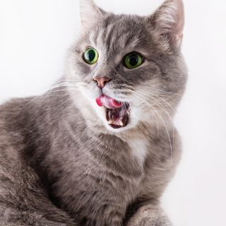 Красивые картинки на телефона на заставку кошки и котики - подборка 13