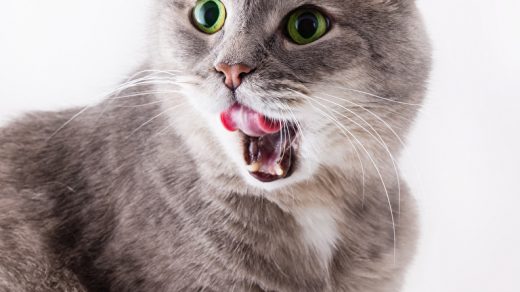 Красивые картинки на телефона на заставку кошки и котики - подборка 13