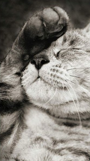 Красивые картинки на телефона на заставку кошки и котики - подборка 14