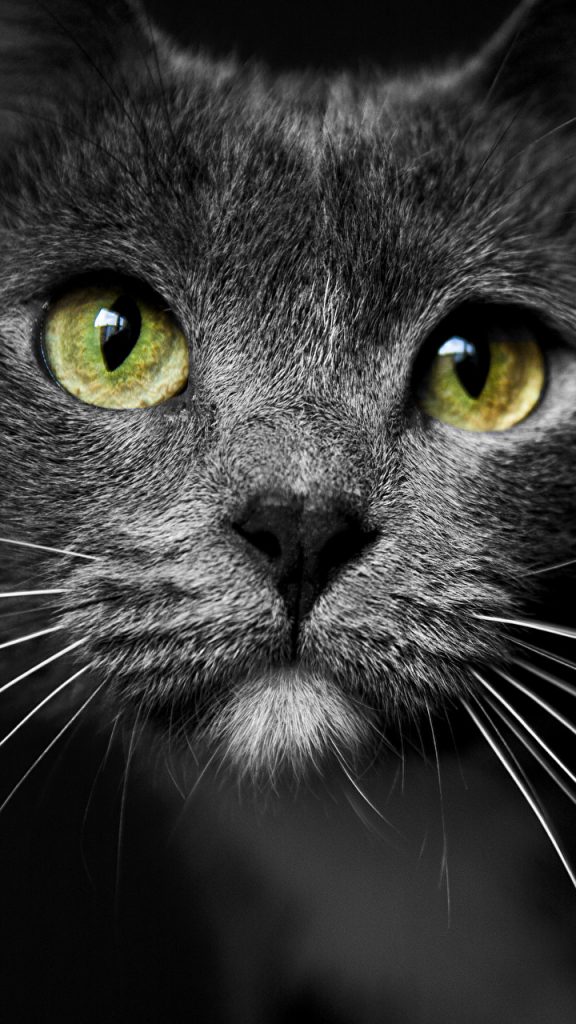 Красивые картинки на телефона на заставку кошки и котики - подборка 2