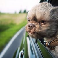 Как правильно и лучше возить собаку в автомобиле 1