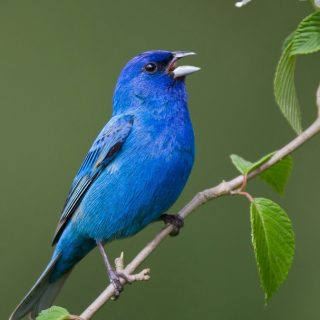 Красивые и классные картинки птиц на телефон на заставку - сборка 20