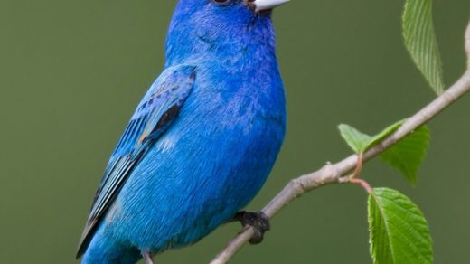 Красивые и классные картинки птиц на телефон на заставку - сборка 20