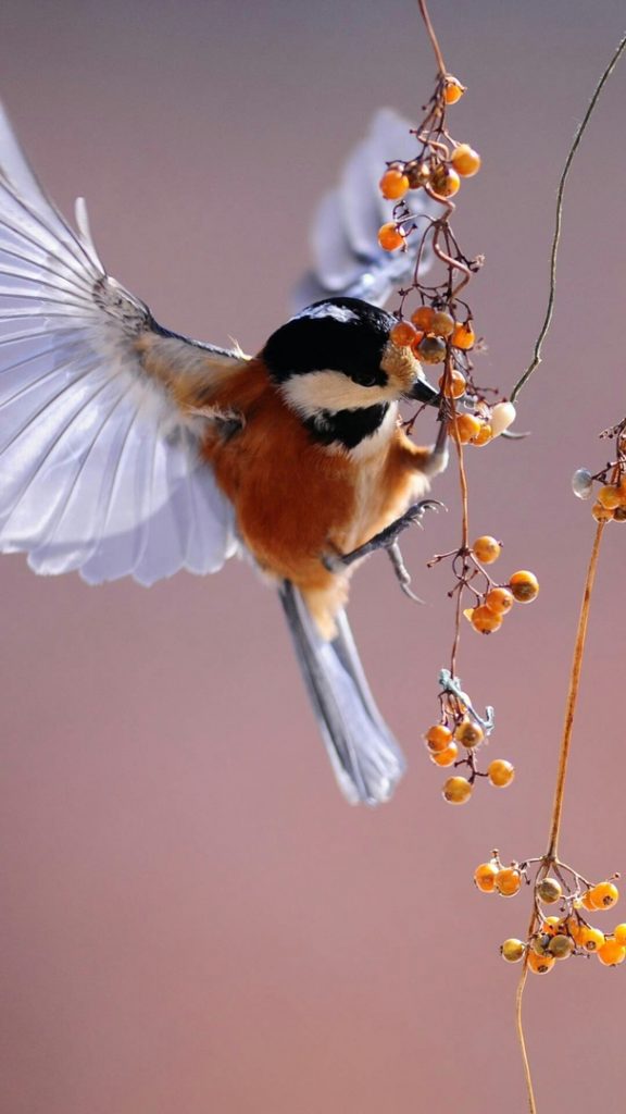 Красивые и классные картинки птиц на телефон на заставку - сборка 7