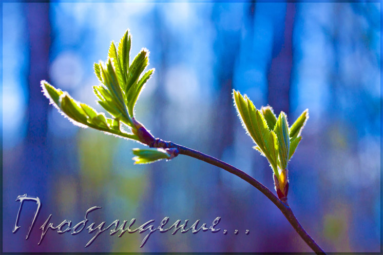 Красивые картинки С добрым утром, весна - приятные открытки 3