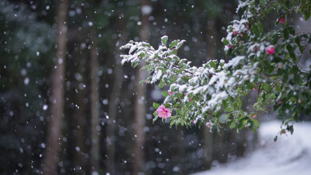 Падающий снег - красивые картинки и обои на рабочий стол 10
