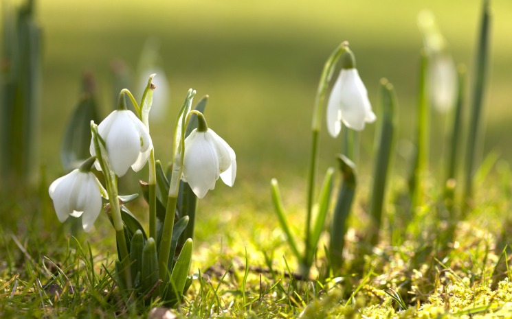 Удивительная и красивая подборка картинок Весна - 25 фото 1