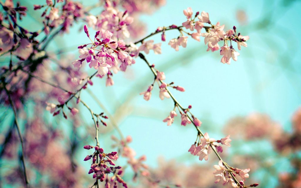 Удивительная и красивая подборка картинок Весна - 25 фото 17