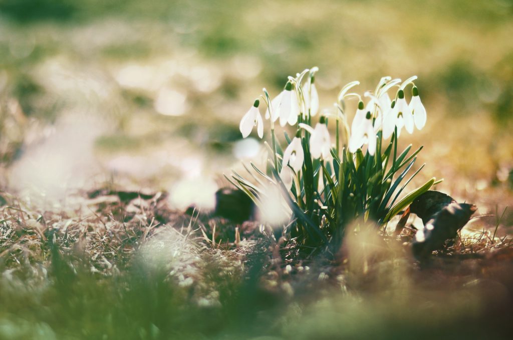 Удивительная и красивая подборка картинок Весна - 25 фото 18