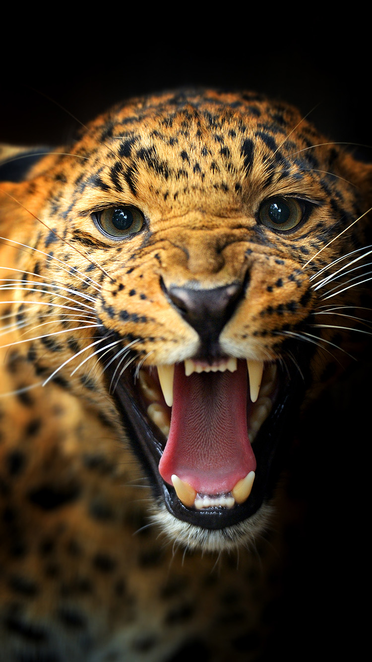 Рычание Леопарда