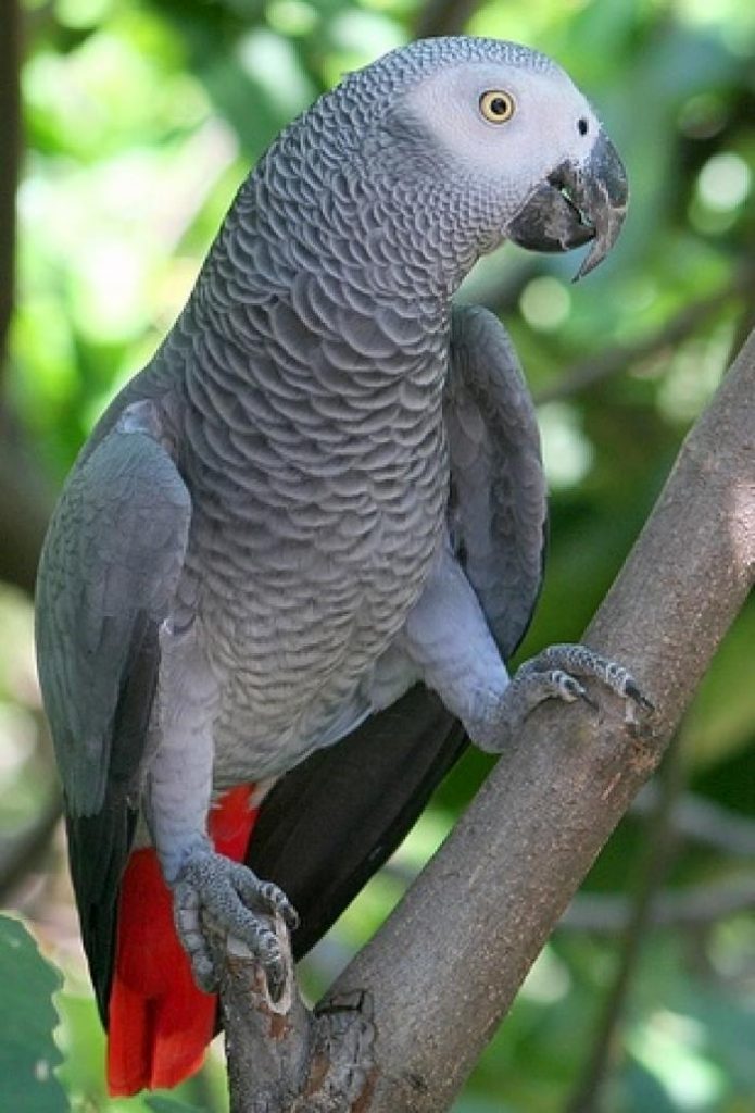 Красивые и прикольные фото, картинки попугая Жако - подборка 10