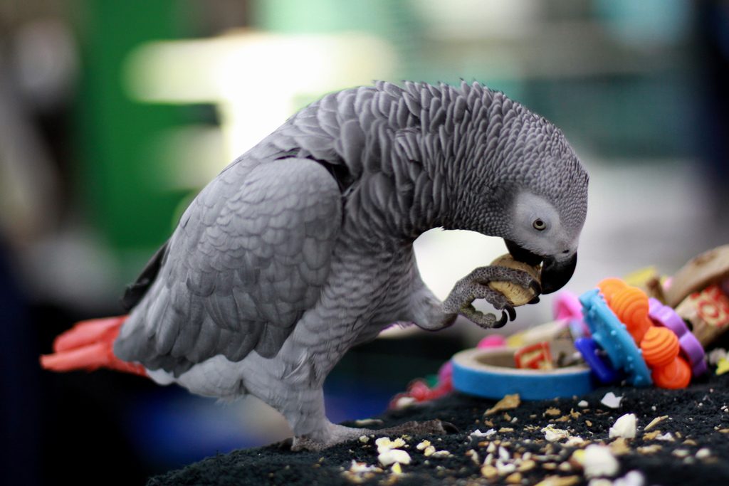 Красивые и прикольные фото, картинки попугая Жако - подборка 12