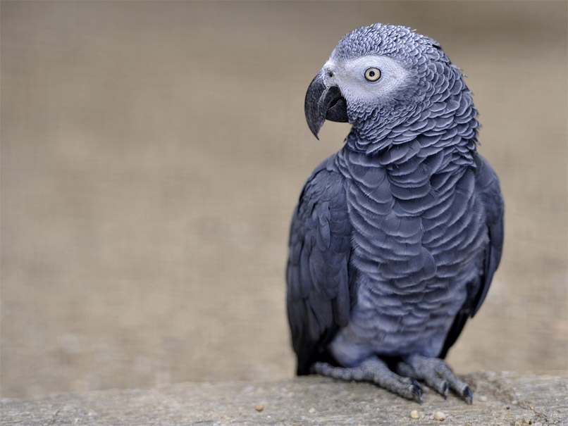 Красивые и прикольные фото, картинки попугая Жако - подборка 14