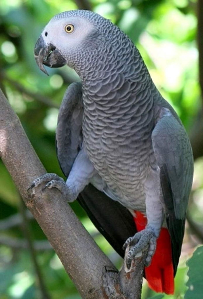 Красивые и прикольные фото, картинки попугая Жако - подборка 15