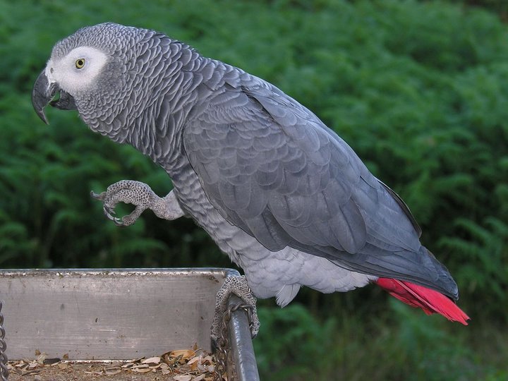 Красивые и прикольные фото, картинки попугая Жако - подборка 16