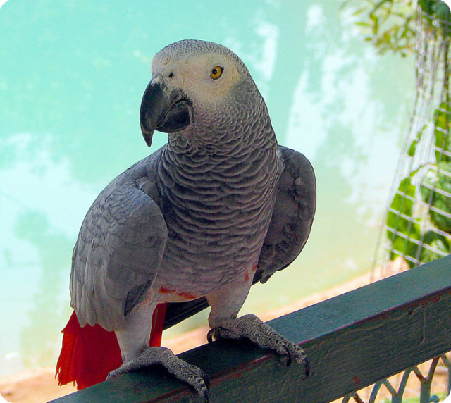Красивые и прикольные фото, картинки попугая Жако - подборка 2