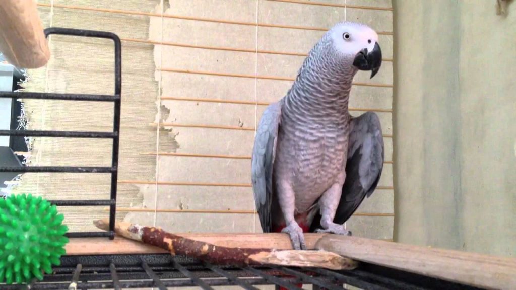 Красивые и прикольные фото, картинки попугая Жако - подборка 3