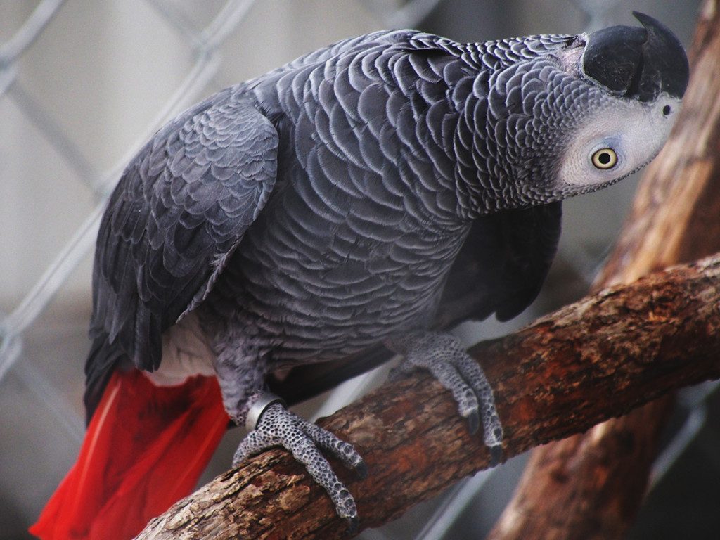 Красивые и прикольные фото, картинки попугая Жако - подборка 4