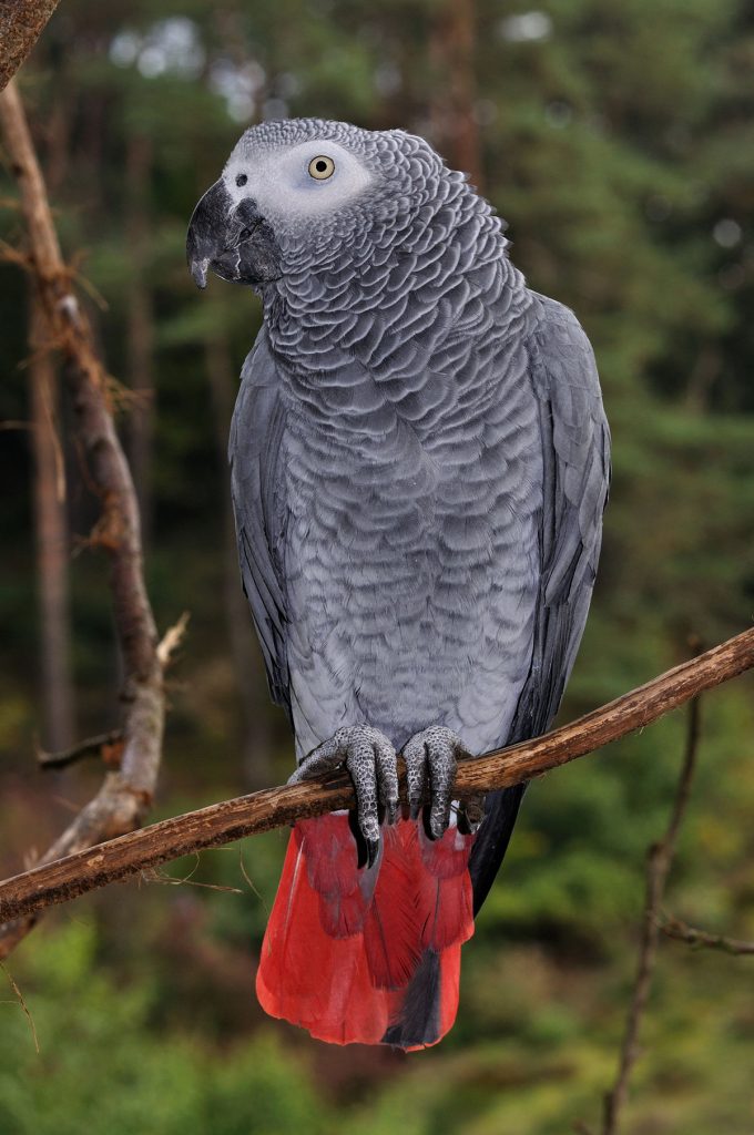 Красивые и прикольные фото, картинки попугая Жако - подборка 5