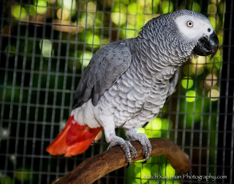 Красивые и прикольные фото, картинки попугая Жако - подборка 9