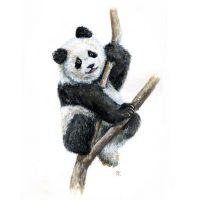 Красивые картинки и изображения панды, панд - подборка артов 2