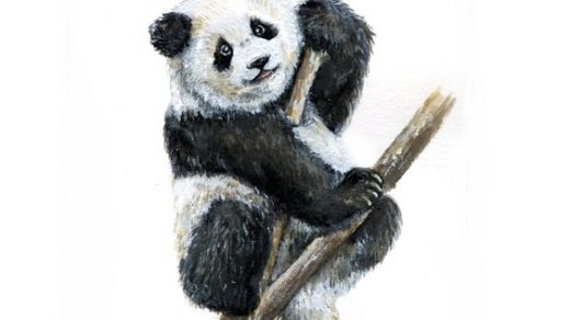 Красивые картинки и изображения панды, панд - подборка артов 2