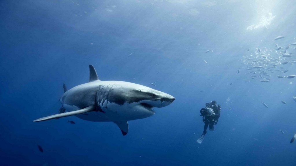 Красивые картинки и фото на тему - Большая белая акула 13