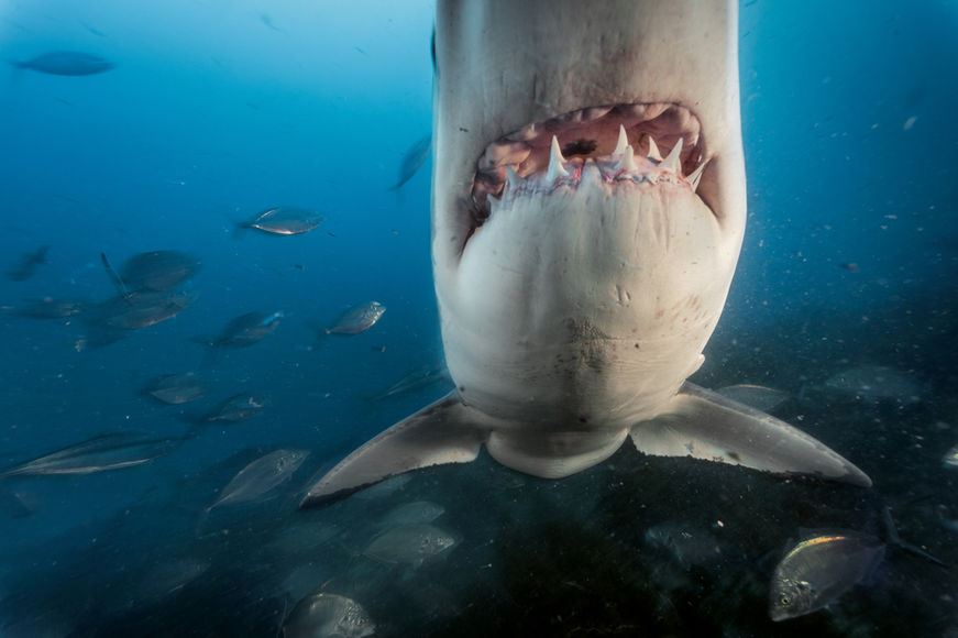 Красивые картинки и фото на тему - Большая белая акула 14