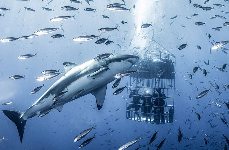 Красивые картинки и фото на тему - Большая белая акула 2