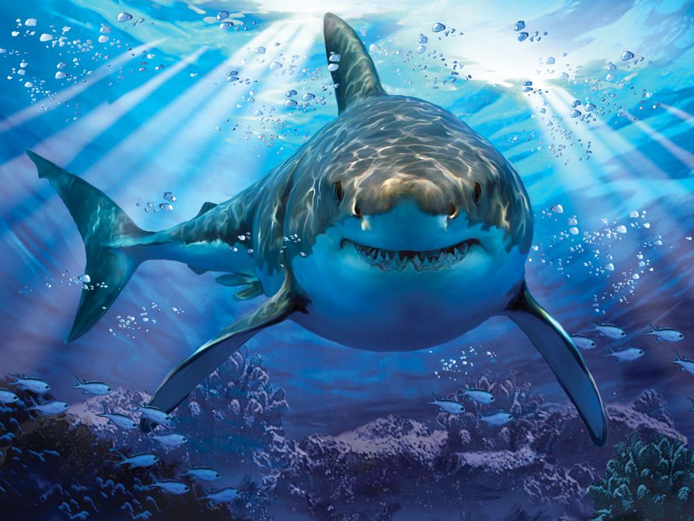 Красивые картинки и фото на тему - Большая белая акула 3