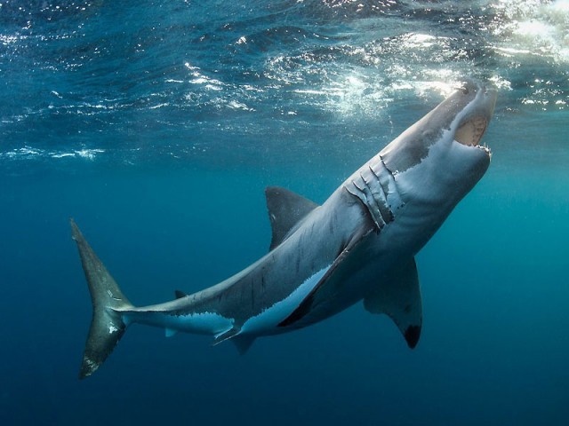 Красивые картинки и фото на тему - Большая белая акула 4