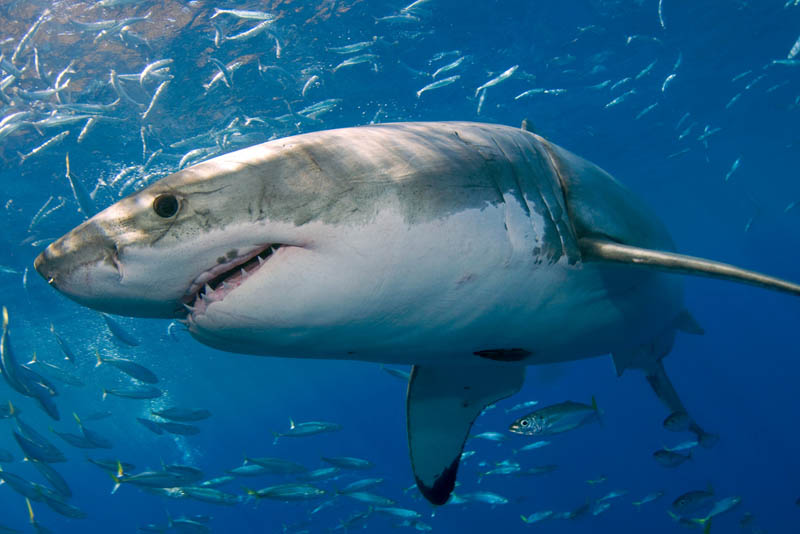 Красивые картинки и фото на тему - Большая белая акула 5