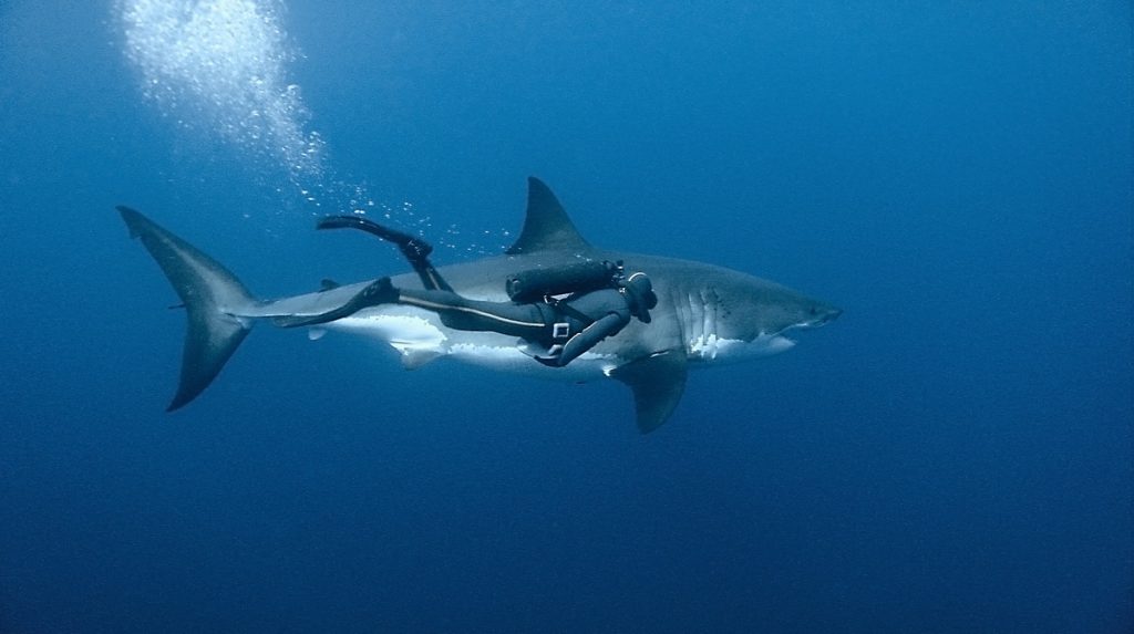 Красивые картинки и фото на тему - Большая белая акула 7