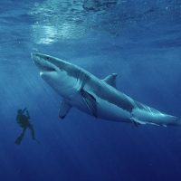 Красивые картинки и фото на тему - Большая белая акула 8