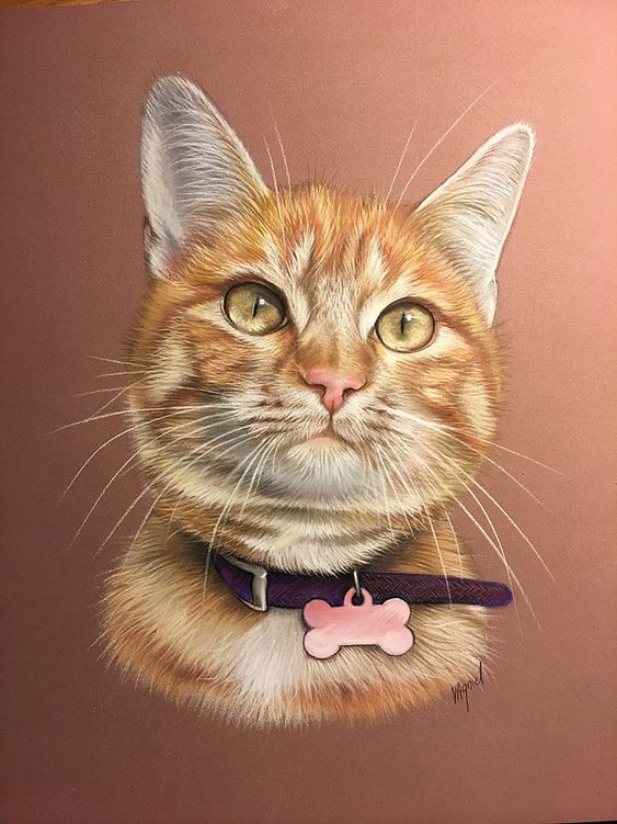 Красивые картинки котики и кошки на аву, аватарку - подборка 10