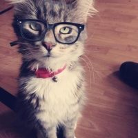 Красивые картинки котики и кошки на аву, аватарку - подборка 12