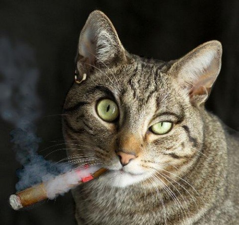 Красивые картинки котики и кошки на аву, аватарку - подборка 15