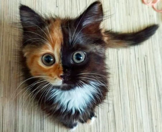 Красивые картинки котики и кошки на аву, аватарку - подборка 6