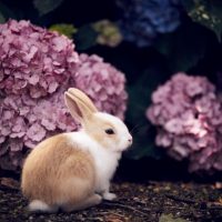 Красивые картинки, фото, обои, фоны кроликов - подборка 1