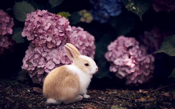 Красивые картинки, фото, обои, фоны кроликов - подборка 1