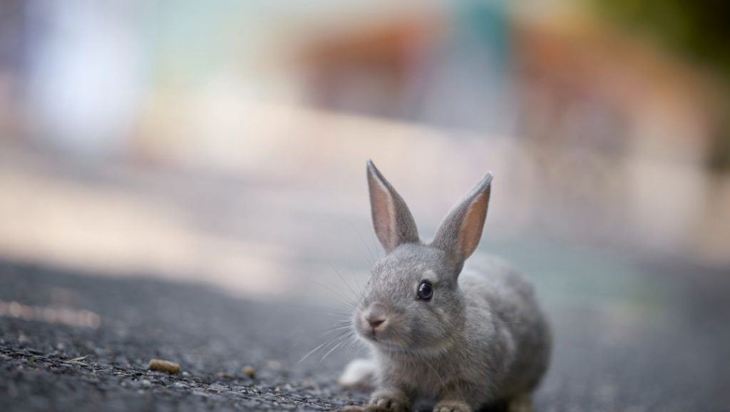 Красивые картинки, фото, обои, фоны кроликов - подборка 10
