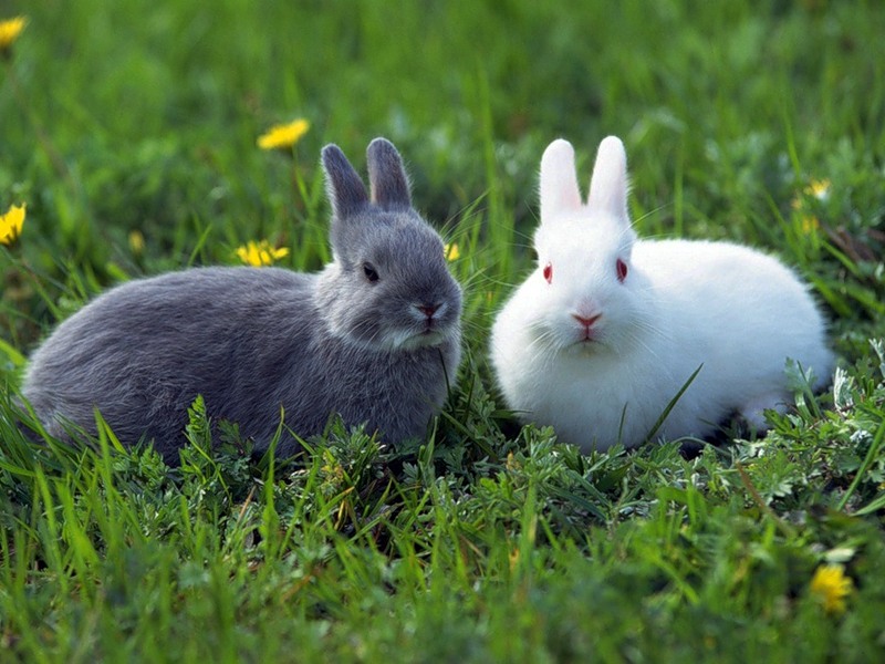 Красивые картинки, фото, обои, фоны кроликов - подборка 14