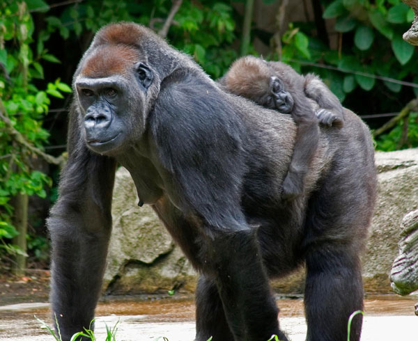 Красивые фото и картинки гориллы - подборка 16 фотографий 15