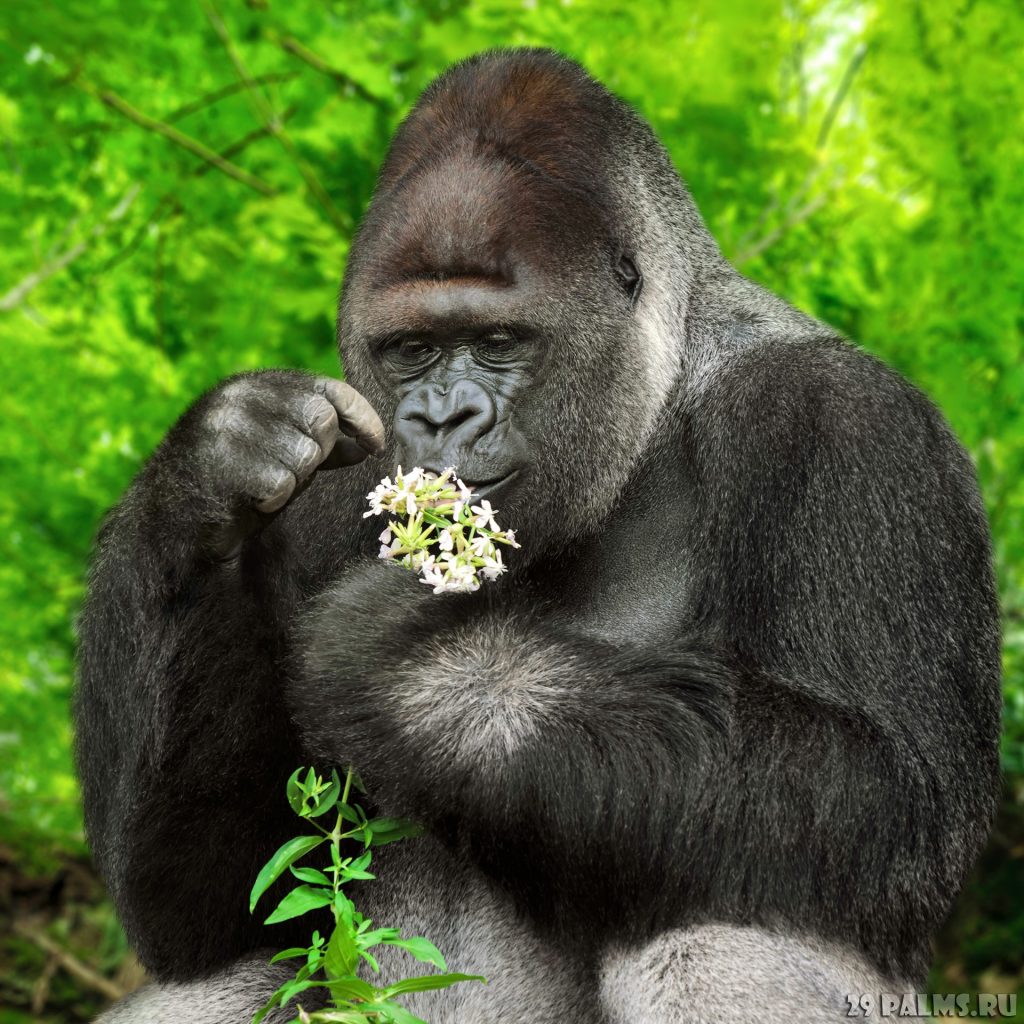 Красивые фото и картинки гориллы - подборка 16 фотографий 4