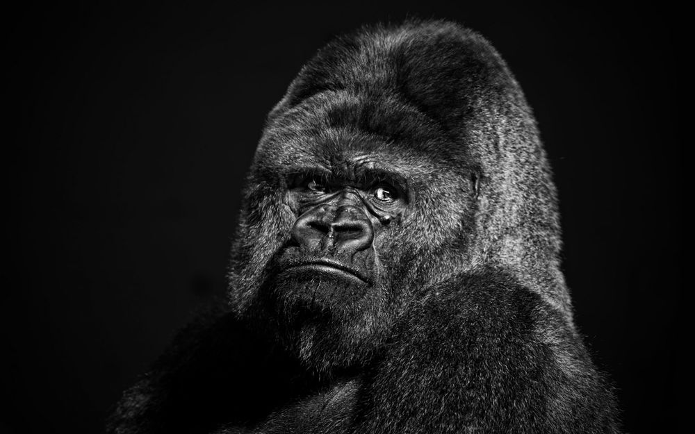 Красивые фото и картинки гориллы - подборка 16 фотографий 8