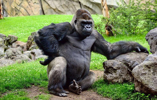 Красивые фото и картинки гориллы - подборка 16 фотографий 9