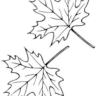 Шаблон кленовый лист, интересные рисунки шаблоны кленовый лист 2