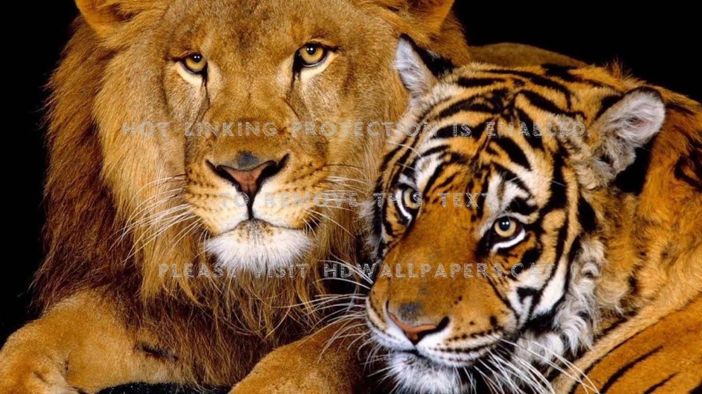 Классные картинки на рабочий стол Лев и Тигр   подборка (12)